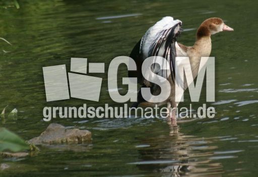 Junge-Nilgans-043.jpg
